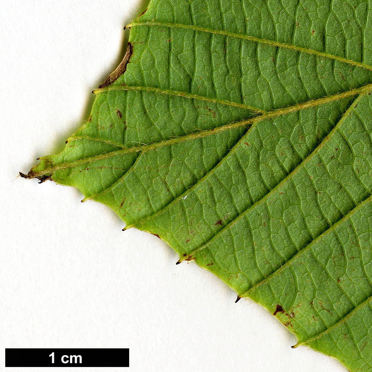 High resolution image: Family: Hamamelidaceae - Genus: Corylopsis - Taxon: himalayana - SpeciesSub: var. griffithii